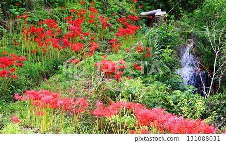 A cluster amaryllis of Eri's mountain rice terrace A cluster amaryllis of Eri's mountain rice terrace 131088031