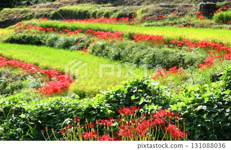 Eri山區水稻梯田的群集孤挺花 131088036