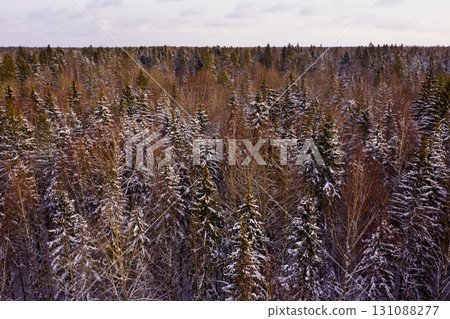 Aerial view of snow covered spruce forest on winter day Aerial view of snow covered spruce forest on winter day 131088277