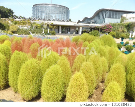 花卉博物館前花園的藜蘆花開始變色 131088483