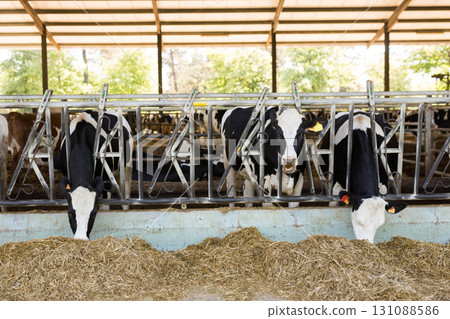 Farm cowshed with milking cows eating hay Farm cowshed with milking cows eating hay 131088586