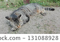 一隻棕色虎斑貓睡在碎石路上 131088928