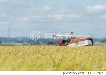 Tractor harvesting rice with a combine harvester 131088974