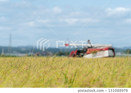 Tractor harvesting rice with a combine harvester 131088976