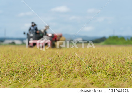 Tractor harvesting rice with a combine harvester Tractor harvesting rice with a combine harvester 131088978
