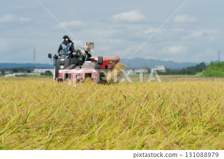 Tractor harvesting rice with a combine harvester 131088979