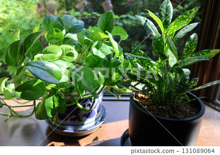 Croton and Potola houseplants bathed in the morning sun Croton and Potola houseplants bathed in the morning sun 131089064