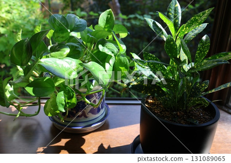 Croton and pothos plants bathed in the morning sun Croton and pothos plants bathed in the morning sun 131089065