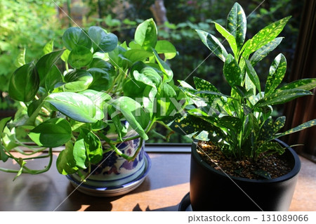 Croton and pothos plants bathed in the morning sun Croton and pothos plants bathed in the morning sun 131089066
