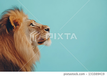 A lion is looking at the camera with its mouth open 131089419