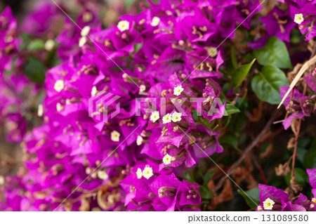 Purple flowers on blooming bougainvillea shrub 131089580