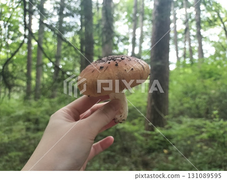 在森林裡採集的蘑菇 131089595