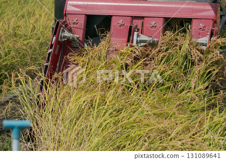 Rice harvesting scene Rice harvesting scene 131089641