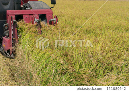 Rice harvesting scene Rice harvesting scene 131089642