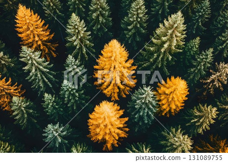 Autumnal Canopy: Golden Larch Trees Amidst Evergreen Forest, Aer 131089755