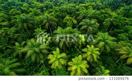 Aerial View of Lush Tropical Rainforest Canopy with Palm Trees 131089876
