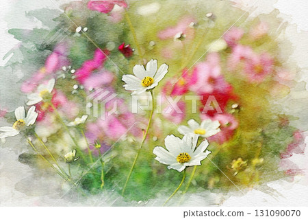 Cosmos painted in watercolor 131090070