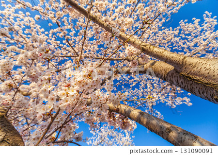 Washington, DC during the Cherry Blossom Festival 131090091