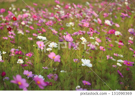 在宇宙領域綻放 131090369