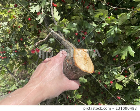 Autumn pruning of fruit tree branches Autumn pruning of fruit tree branches 131090488