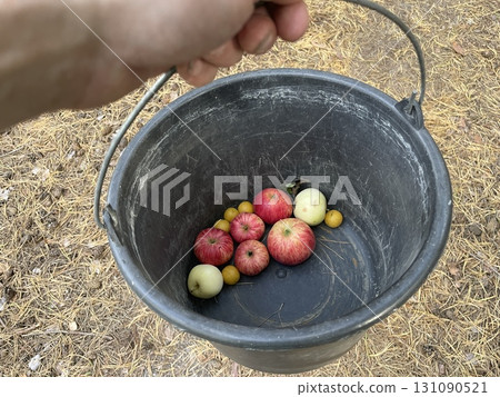 Wild apple picking in forest 131090521