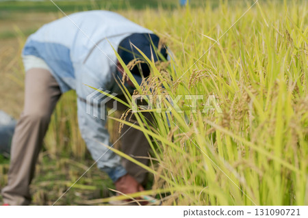 Men who harvest rice Men who harvest rice 131090721