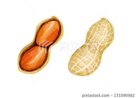 花生蔬菜橫斷面水彩插圖 131090982