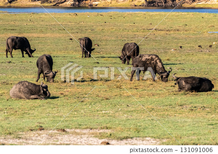 Buffalos grazing on the banks of the Chobe river 131091006
