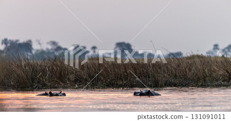 Hippos in the Okavango Delta Hippos in the Okavango Delta 131091011