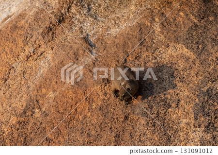Hyrax near Spitzkoppe Hyrax near Spitzkoppe 131091012
