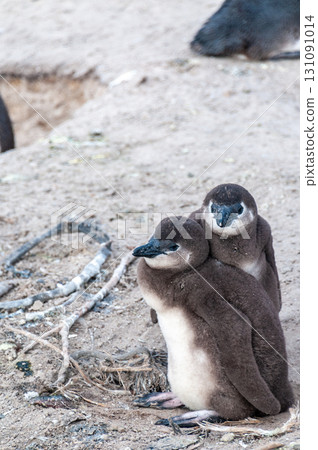 Penguins at Boulder Beach 131091014