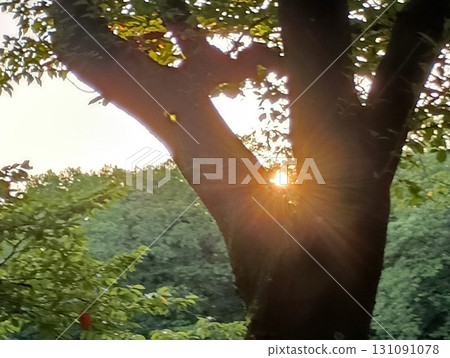 樹間的祈禱 131091078