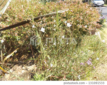 White gaura like a white butterfly 131091533
