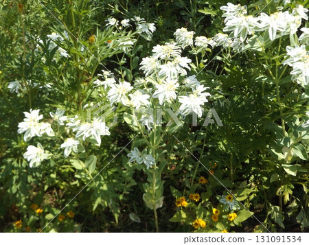 First snow grass with beautiful green color bordered with white 131091534
