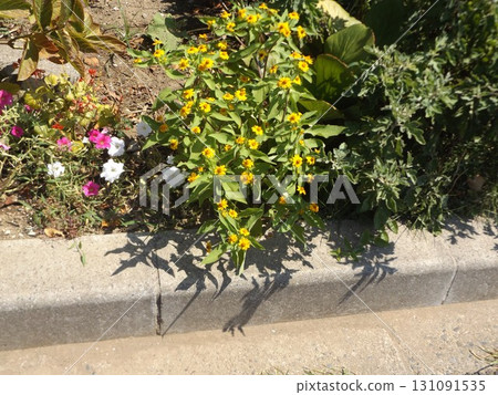 Petinias and Melampodiaceae flowers 131091535