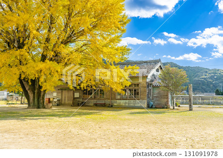 三重縣南伊勢町河內的金色銀杏樹 131091978