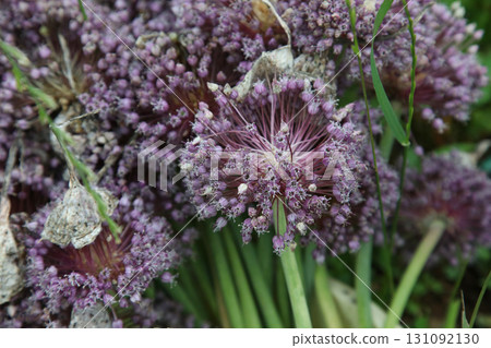 Jumbo garlic flowers 131092130