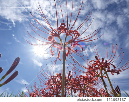 Crimson flowers facing the sunlight Crimson flowers facing the sunlight 131092187
