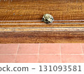 Small tree frog on the wooden door Small tree frog on the wooden door 131093581
