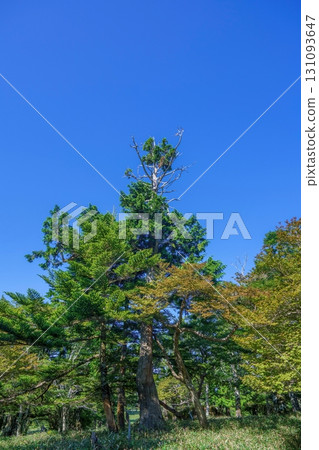 藍天白雲下，大台原山的景色被新綠包圍 131093647