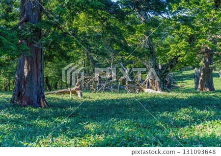 大台原山上形狀獨特的倒樹景觀 131093648