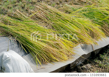 Drying rice Drying rice 131093661