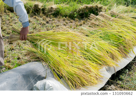 Drying rice 131093662