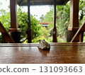 Wooden table with tree frog on nature background. Selective focus. Wooden table with tree frog on nature background. Selective focus. 131093663