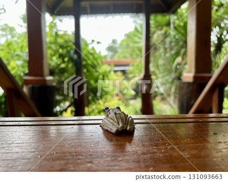 Wooden table with tree frog on nature background. Selective focus. Wooden table with tree frog on nature background. Selective focus. 131093663