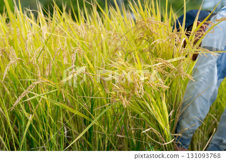The hands of a man harvesting rice The hands of a man harvesting rice 131093768