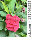 Red Crown of thorns flower, Christ Thorn, Euphorbia milii Red Crown of thorns flower, Christ Thorn, Euphorbia milii 131093835