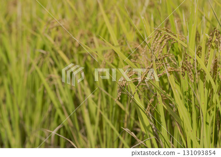 Rice early harvest 131093854