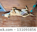 Thai dog sleeping on the wooden floor Thai dog sleeping on the wooden floor 131093856
