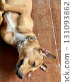 Dog is sleeping on the floor, closeup of photo with selective focus Dog is sleeping on the floor, closeup of photo with selective focus 131093862